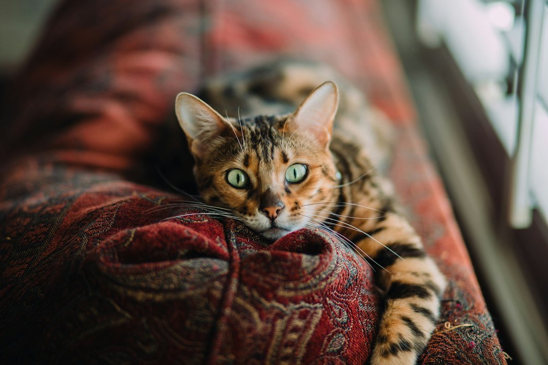 American Shorthair cat at home
