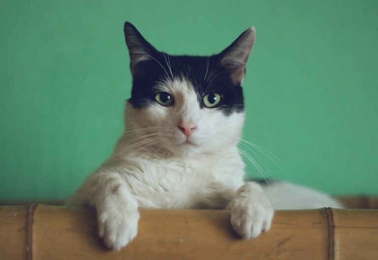 Cat watching its surroundings at home