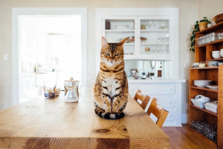 Cat relaxing in a modern home