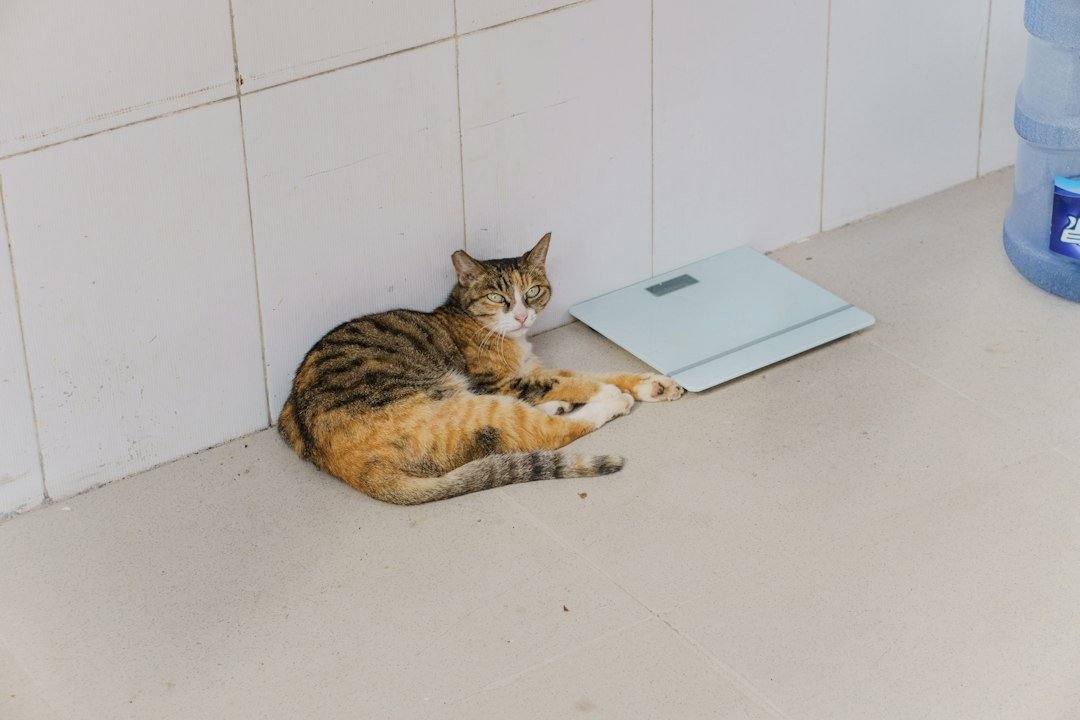 Cat near a bathroom area at home