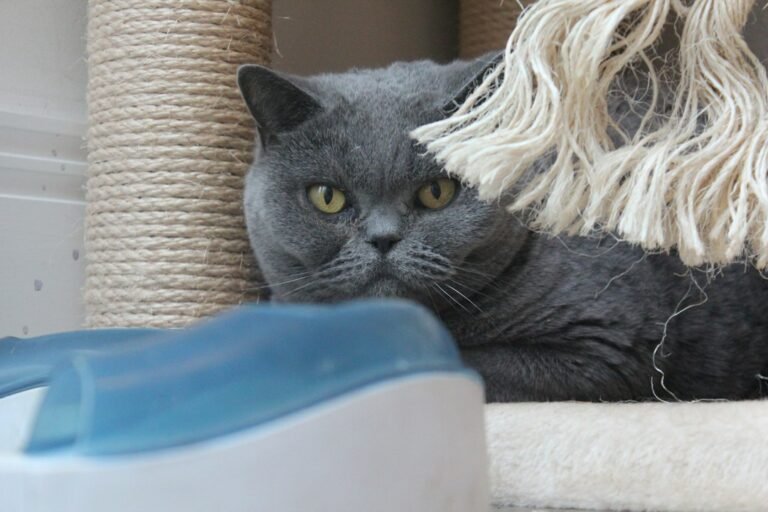 Cat sitting on a cat tree at home