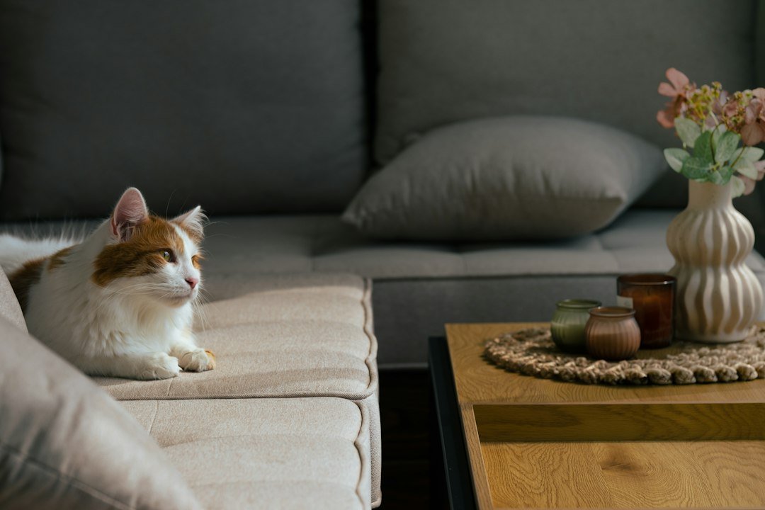 Cat relaxing on a sofa in a bright living room
