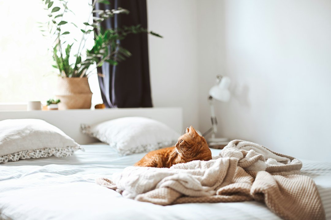 Cat relaxing at home