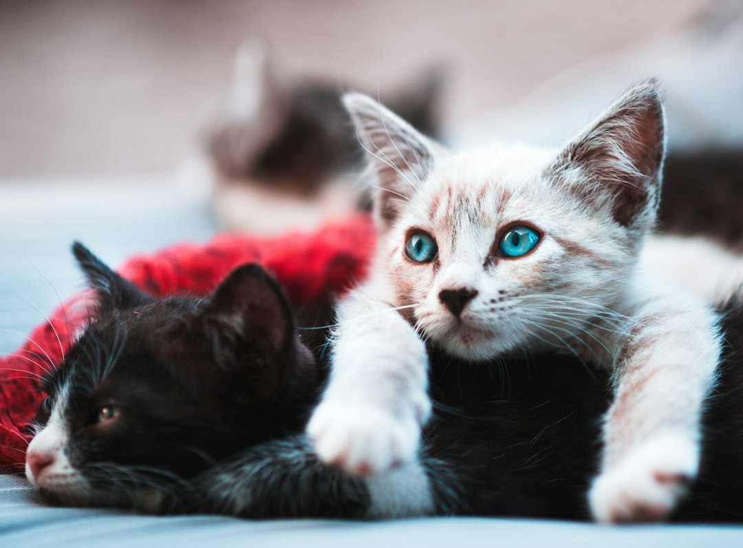 Two cats sharing space at home