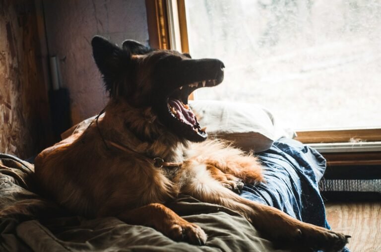 Alert dog barking at home