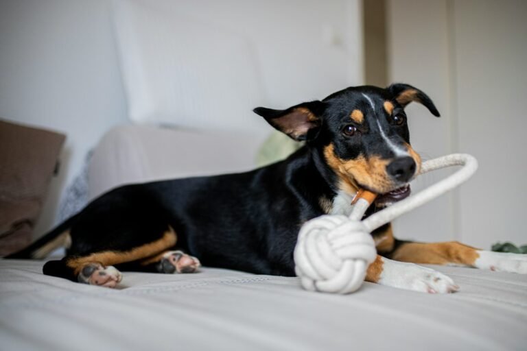 Dog engaging with enrichment play at home