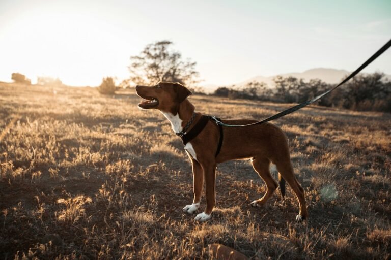 Dog wearing walking gear on a leash outdoors