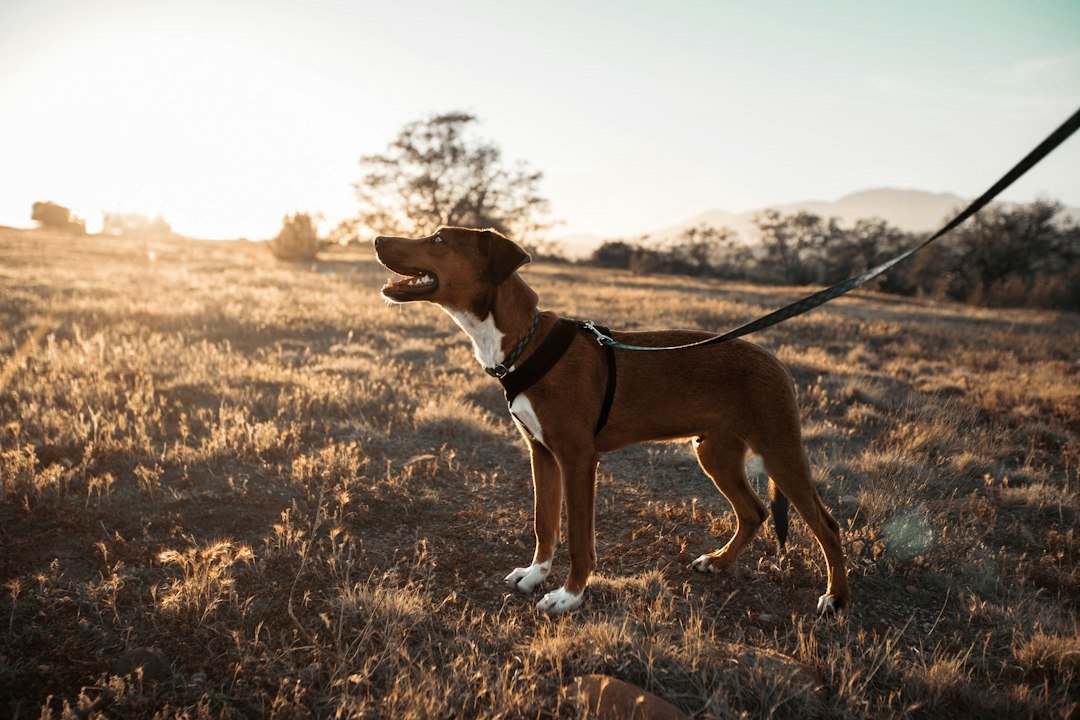 Dog wearing walking gear on a leash outdoors