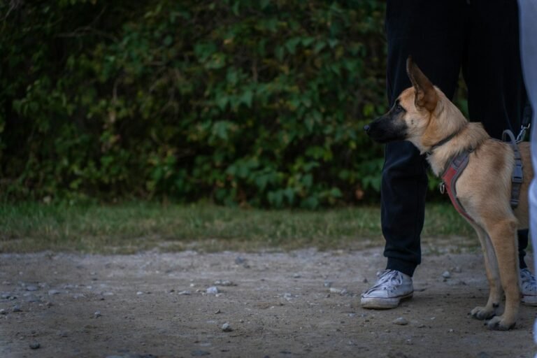 Dog standing beside its owner during outdoor recall training