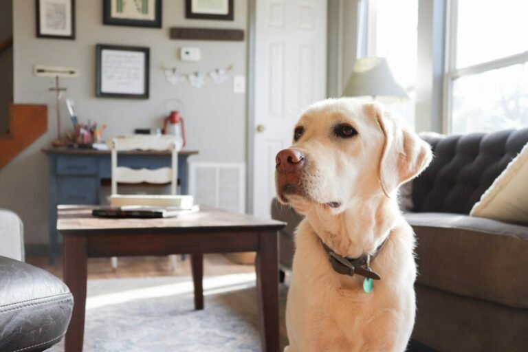 Dog waiting alone at home