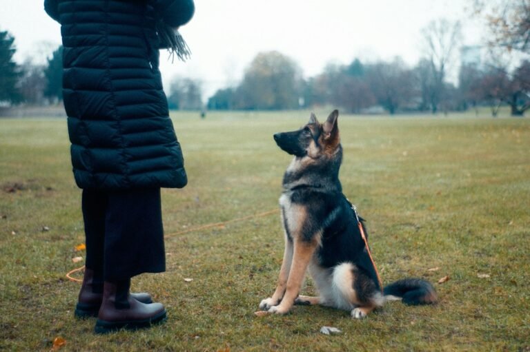 Owner training a dog to focus outdoors