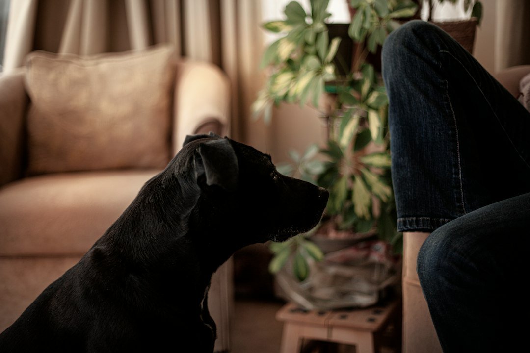 Dog focusing on its owner during training at home