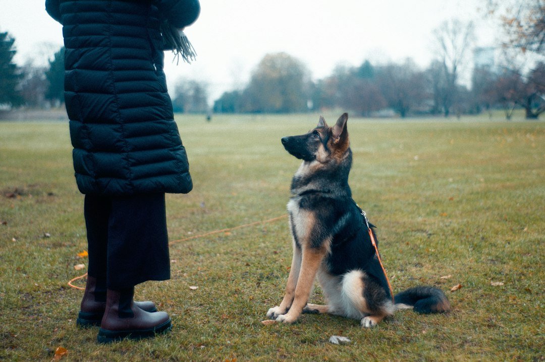 Owner training a dog with reward-based practice
