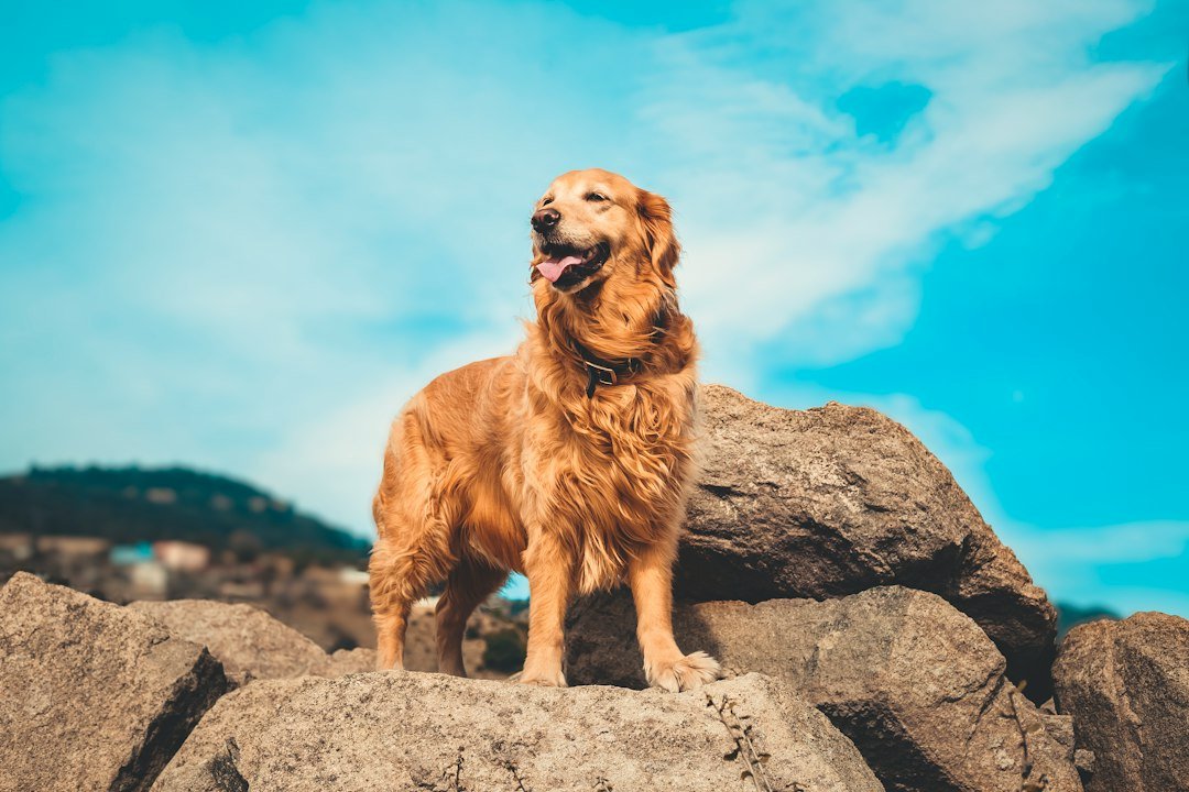Golden retriever standing outdoors