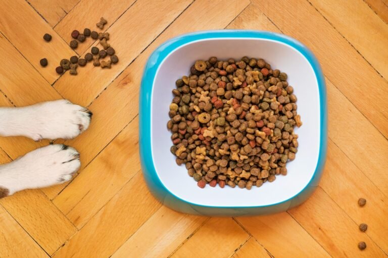 Dog eating from a bowl of kibble